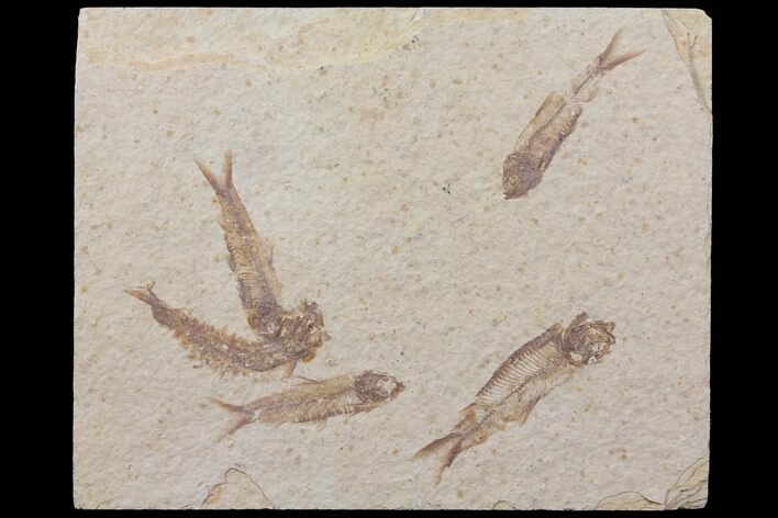 Fossil Fish (Knightia) Plate- Wyoming #111239